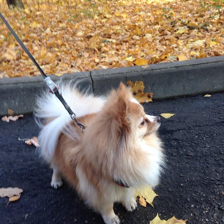 gracie_the_pomeranian