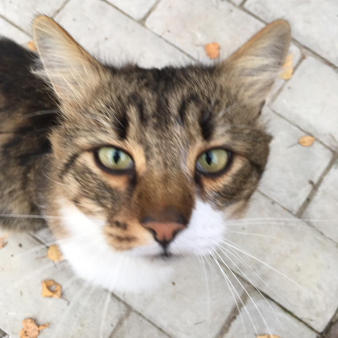 nadushkatyrina в LOOKY — #котики