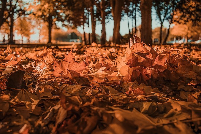 sw_amina в LOOKY. #autumn,#autumnstyle,#oktoberfest,#gsd,#gsdpuppies,#germanshepherd,#germanshepherddog,#shepherd,#shepherds,#shepherddog,#dog,#dogsofinstagram,#dogphotographer,#dogphotos,#photographer,#photo,#осень,#парк,#собака,#овчарка,#немецкаяовчарка,#фотограф. Осень - особый сезон...