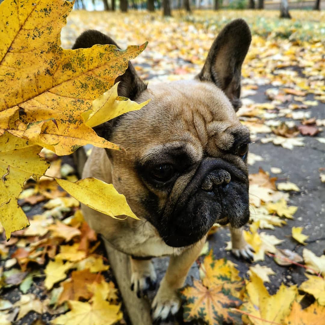 svamitanya в LOOKY — #напрогулке #осень #золотая #осеннеенастроение #осенняяфотос
