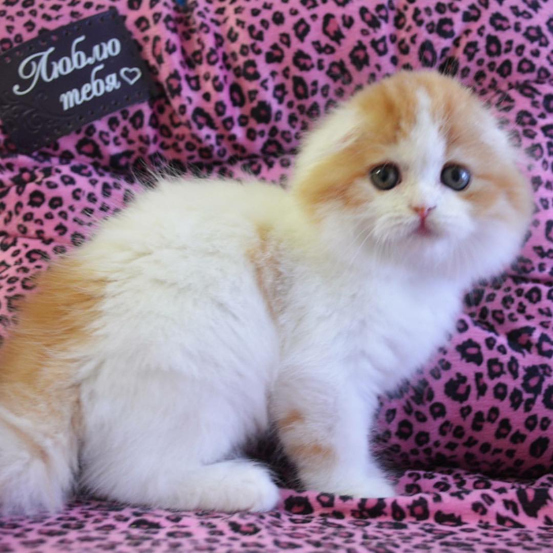 kittens_scottishfold_longhair в LOOKY — фото 3