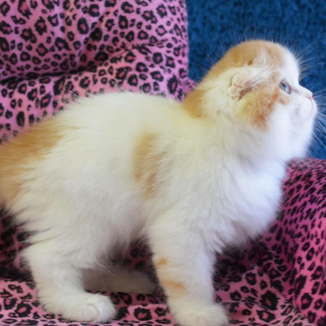 kittens_scottishfold_longhair в LOOKY — фото 2