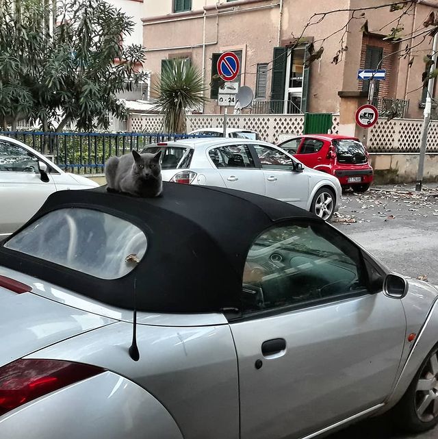yurviko в LOOKY. #кошак,#кабриолете,#рим,#италия,#rome,#italy,#ostia. Гламурный #кошак на ...