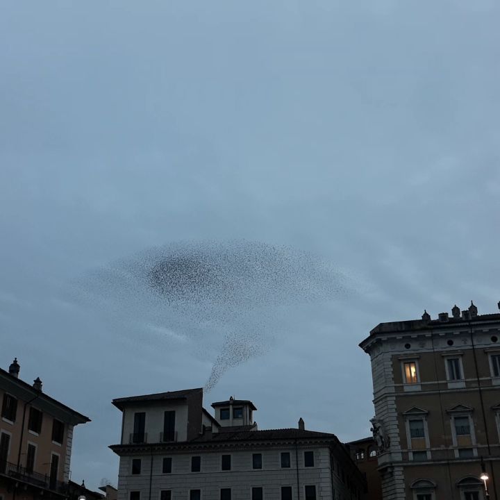 yurviko в LOOKY. #Площадь,#PiazzaNavona,#Rome,#Italy,#Рим,#Италия. Птицы над #Площадь Н...