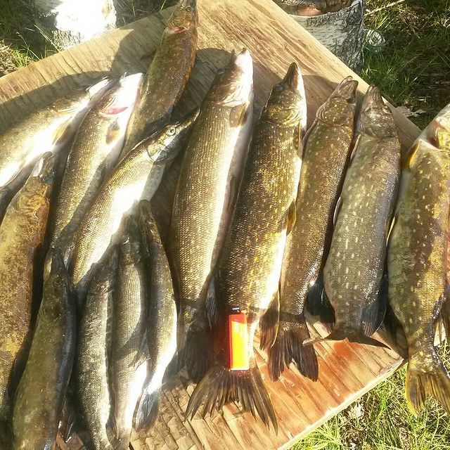 fishing.ideal в LOOKY. #рыбалка. #рыбалка
