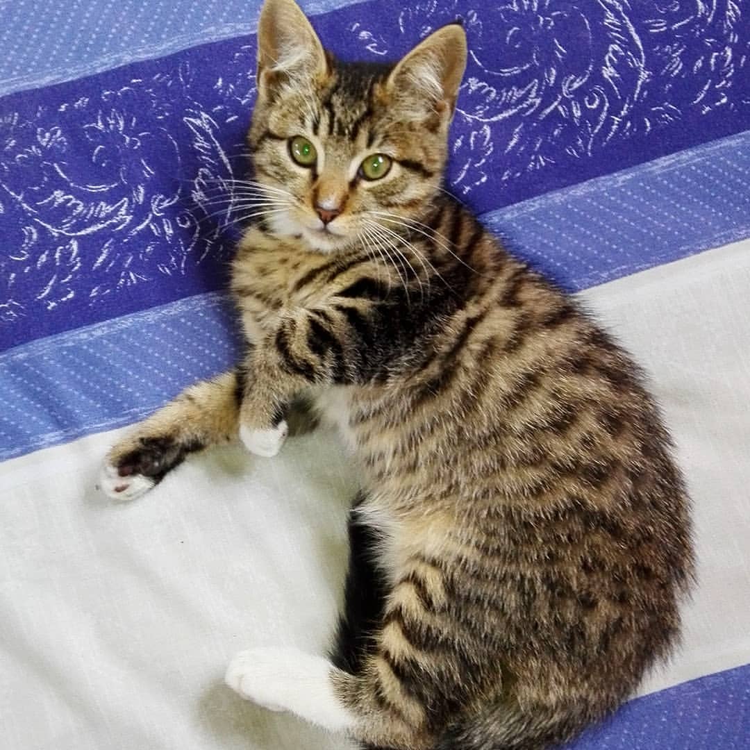 seickalab в LOOKY — "Los gatos son amos amables, mientras que recuerdes cuál es 