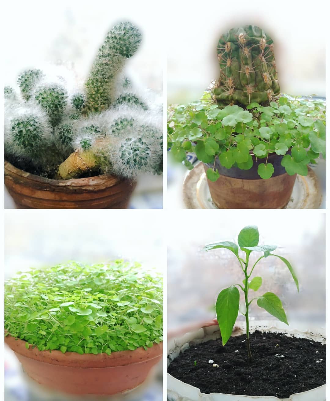 racy_lemon в LOOKY. #работа,#растения,#польза,#красота,#кактус,#перец,#земля,#природа,#haus,#nature,#plants,#cactus,#pepper,#land. Обожаю работать над ...