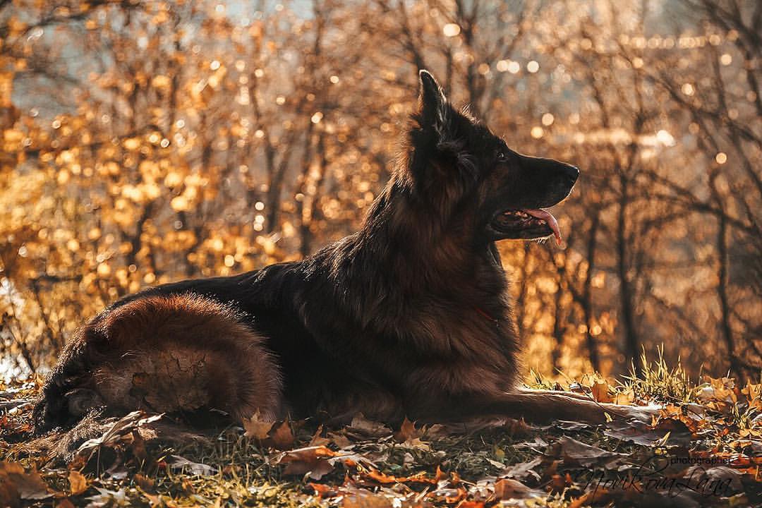 sw_amina в LOOKY. #gsd,#gsdpuppies,#germanshepherd,#germanshepherds,#shepherds,#shepherds,#dog,#dogphotographer,#photo,#photographer,#autumn,#podolsk,#vpodolske,#podolsklive. Осенние мысли…🍁Каки...