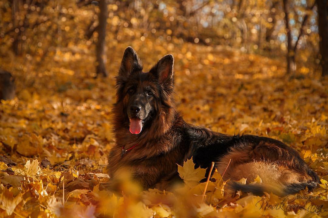 sw_amina в LOOKY. #gsd,#gsdpage,#gsdlove,#germanshepherd,#germanshepherds,#germanshepard,#shepherd,#shepherds,#germanshepherdpuppy,#autumn,#autumn🍁,#photographer,#photo,#dogphoto,#photography,#photooftheday,#dog,#dogsofinstaworld,#dogphotography,#dogphotographer,#podolsk,#vpodolske,#podolsklive,#немецкаяовчарка,#осень,#фотосессия,#фотограф,#подольск. На ковре из жёлтых л...