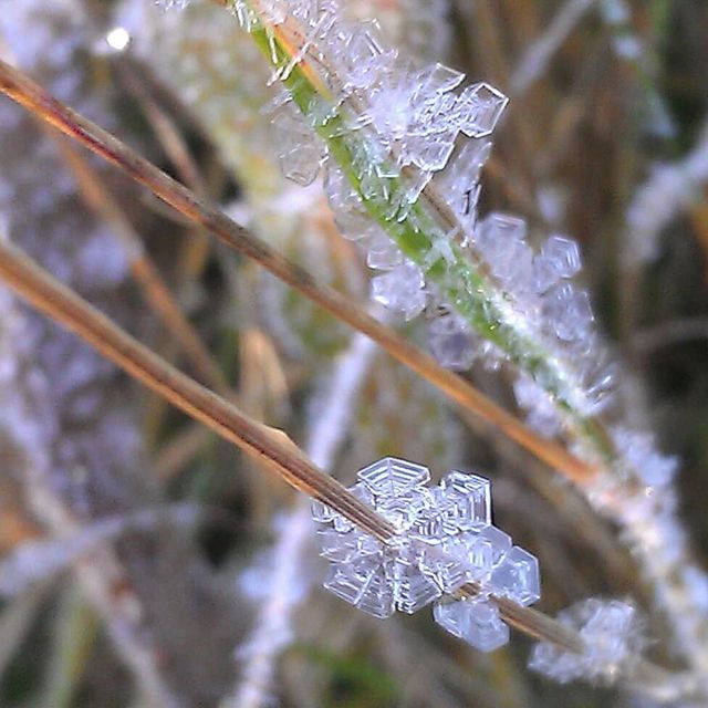 marinavasilevnav в LOOKY. . ИНЕЙ при минус -6℃