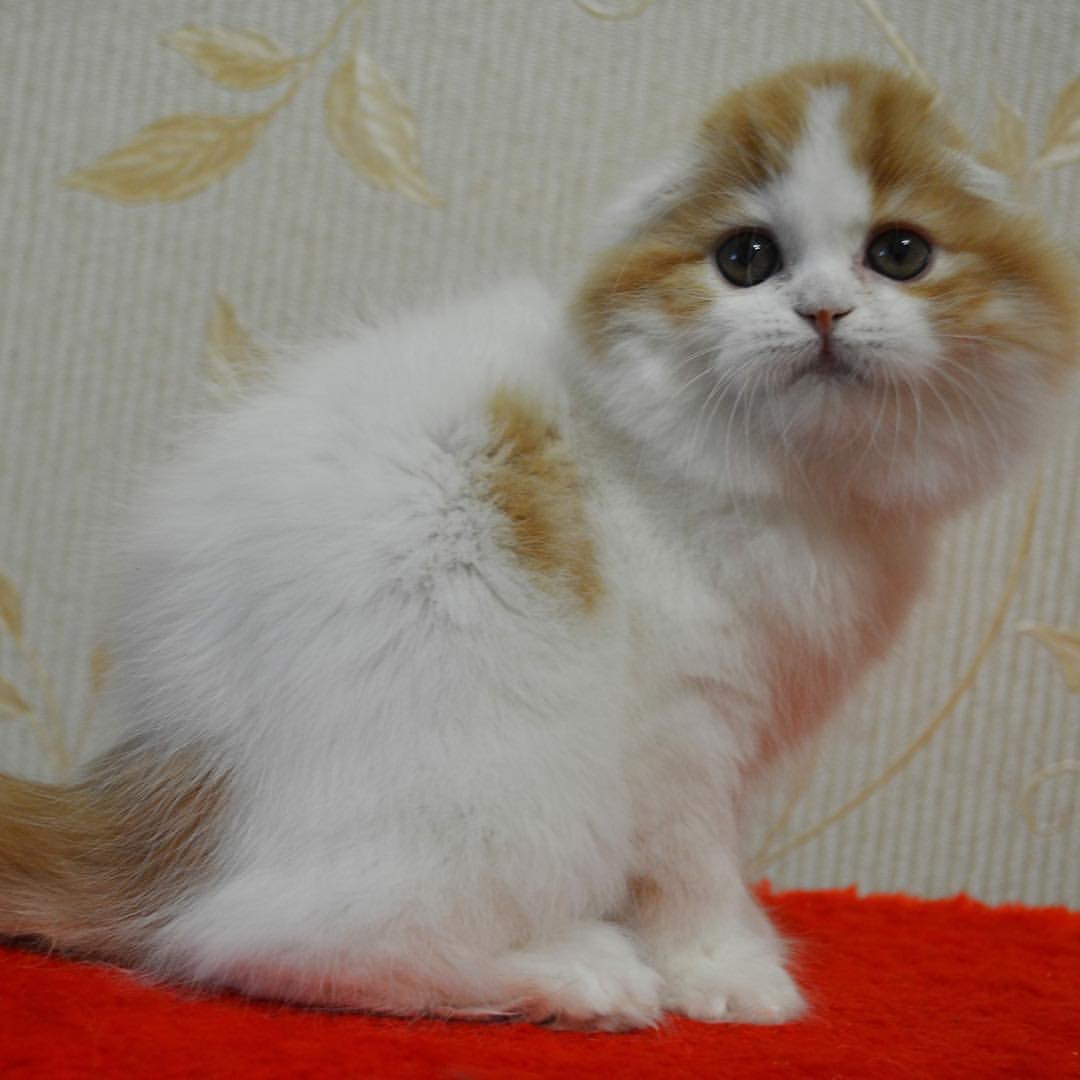 kittens_scottishfold_longhair в LOOKY — фото 3