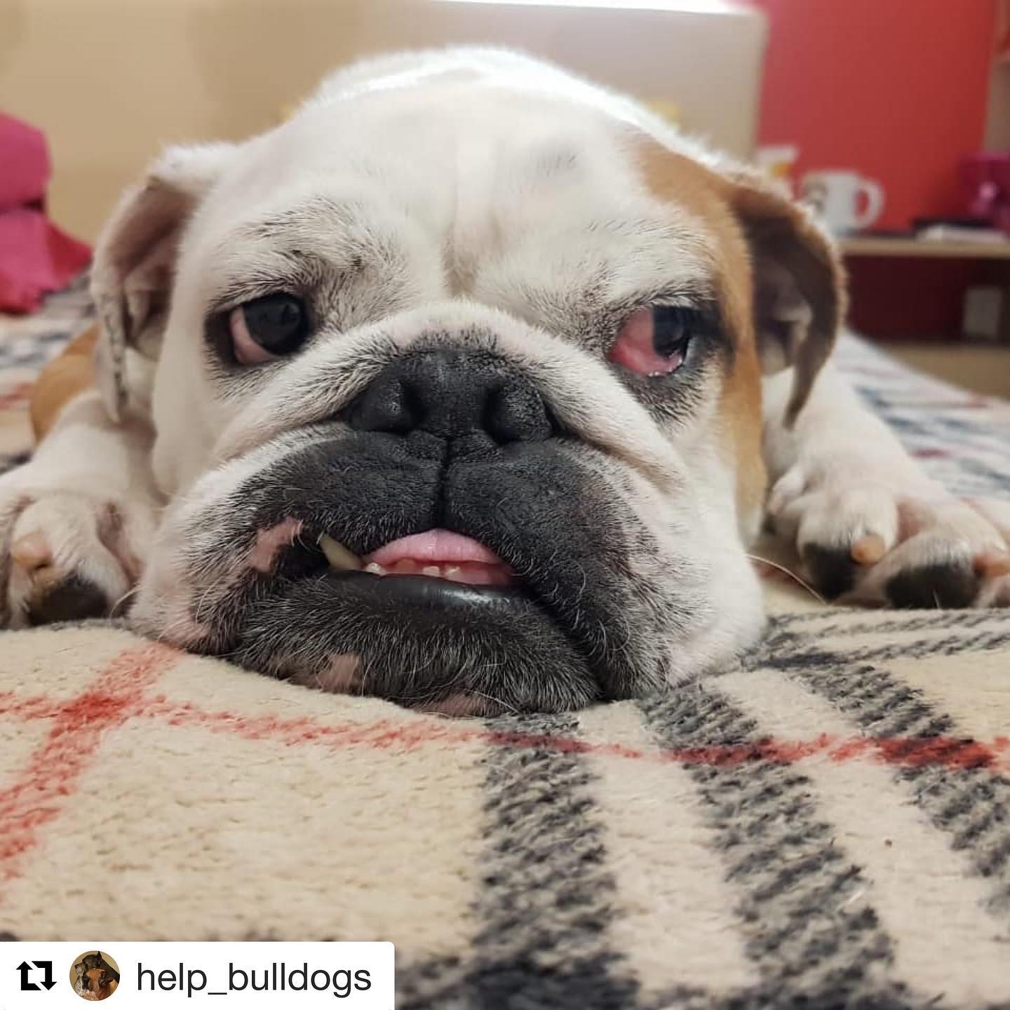 rus.alyona в LOOKY — #Repost @help_bulldogs with @get_repost
・・・
Китти готова еха