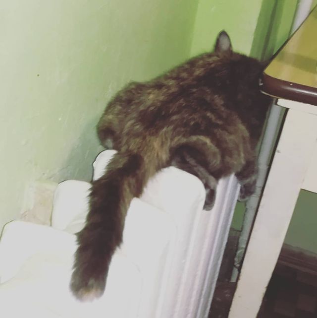 v_e_r_a_sleptsova в LOOKY. . 😂😂😂😂Пыся