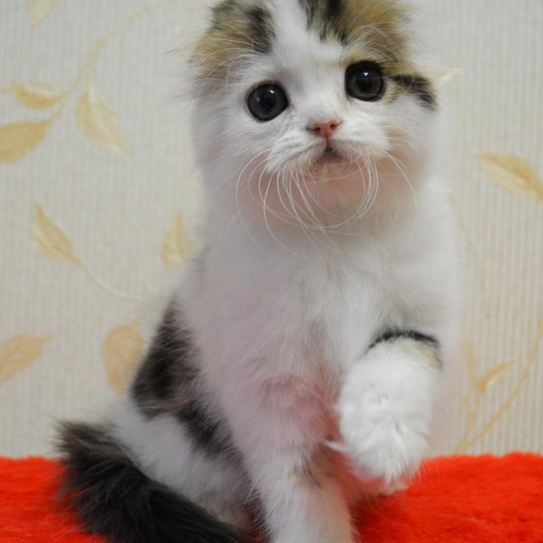kittens_scottishfold_longhair в LOOKY — фото 2