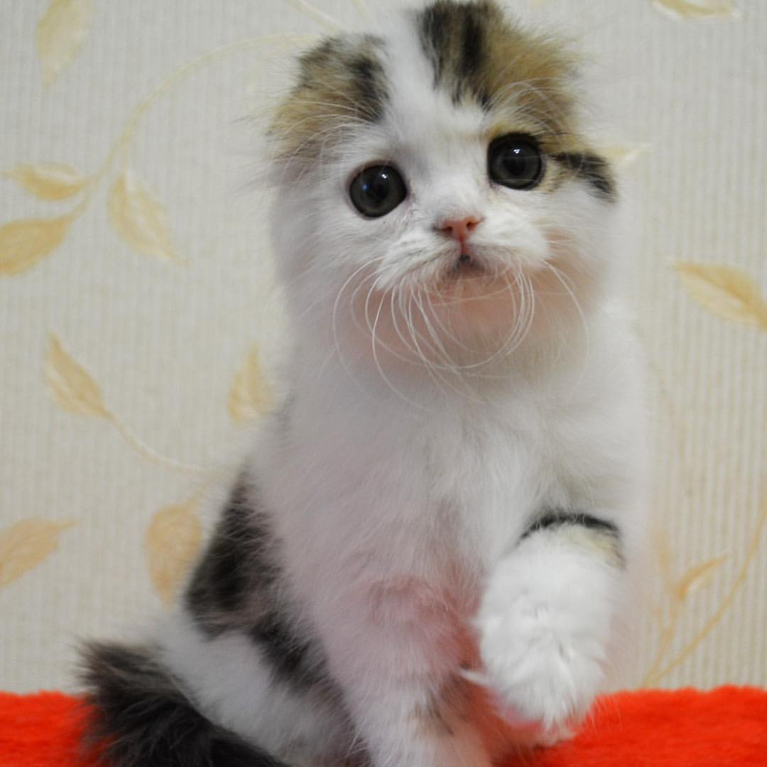 kittens_scottishfold_longhair в LOOKY — фото 5
