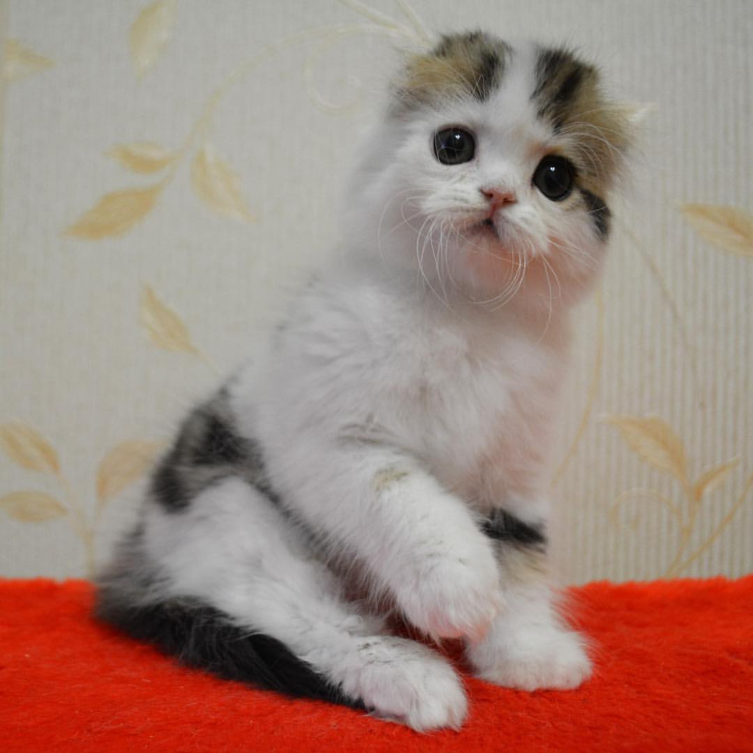 kittens_scottishfold_longhair в LOOKY — фото 3