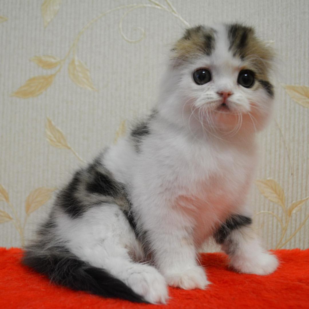 kittens_scottishfold_longhair в LOOKY — фото 4