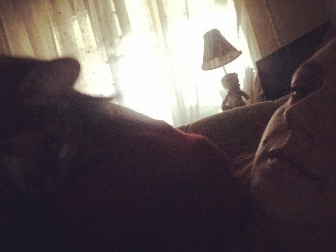 happysillyfox в LOOKY — Лентяйничаем #яисонька #нашакошка #моякошка #клошка #кошкас