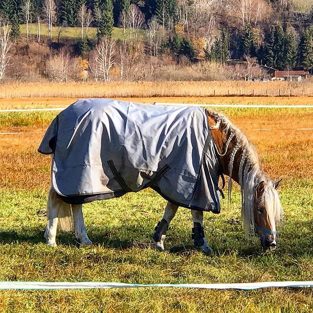 renuarfly в LOOKY. #horse,#horses. Он существует... кон...