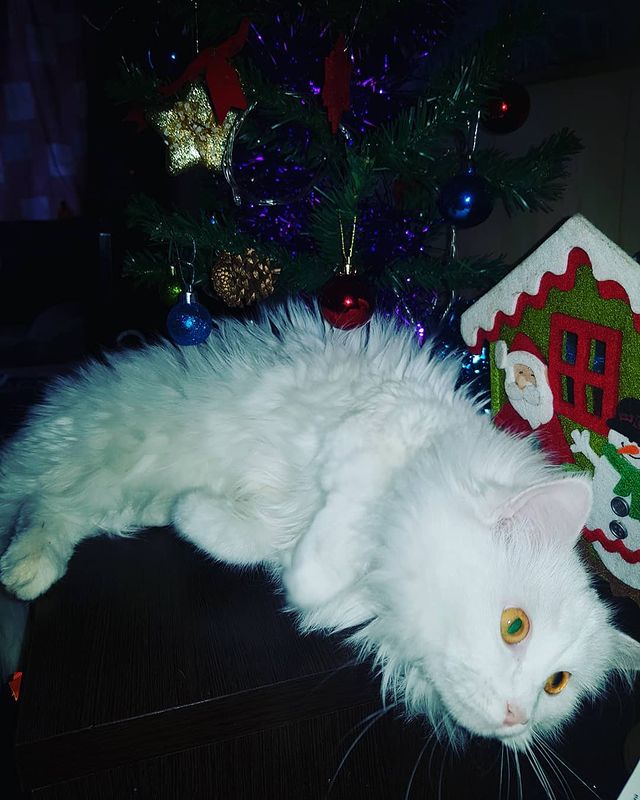 irina_vadimovna1992 в LOOKY. . Новогодний Дусик😽🎅...
