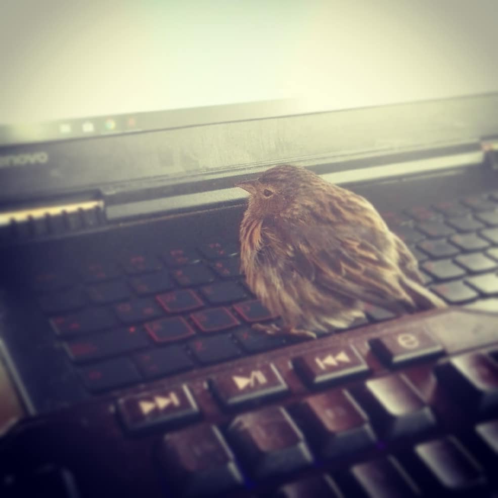 Un pequeño visitante vino a "revisar" mis diseños. Y mi gato casi se lo come. 😨 #pajarito #littlebird #levovo #laptop #birdy #feellikesnowwhite