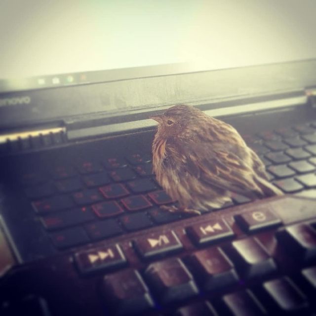 seickalab в LOOKY. #pajarito,#littlebird,#levovo,#laptop,#birdy,#feellikesnowwhite. Un pequeño visitante...