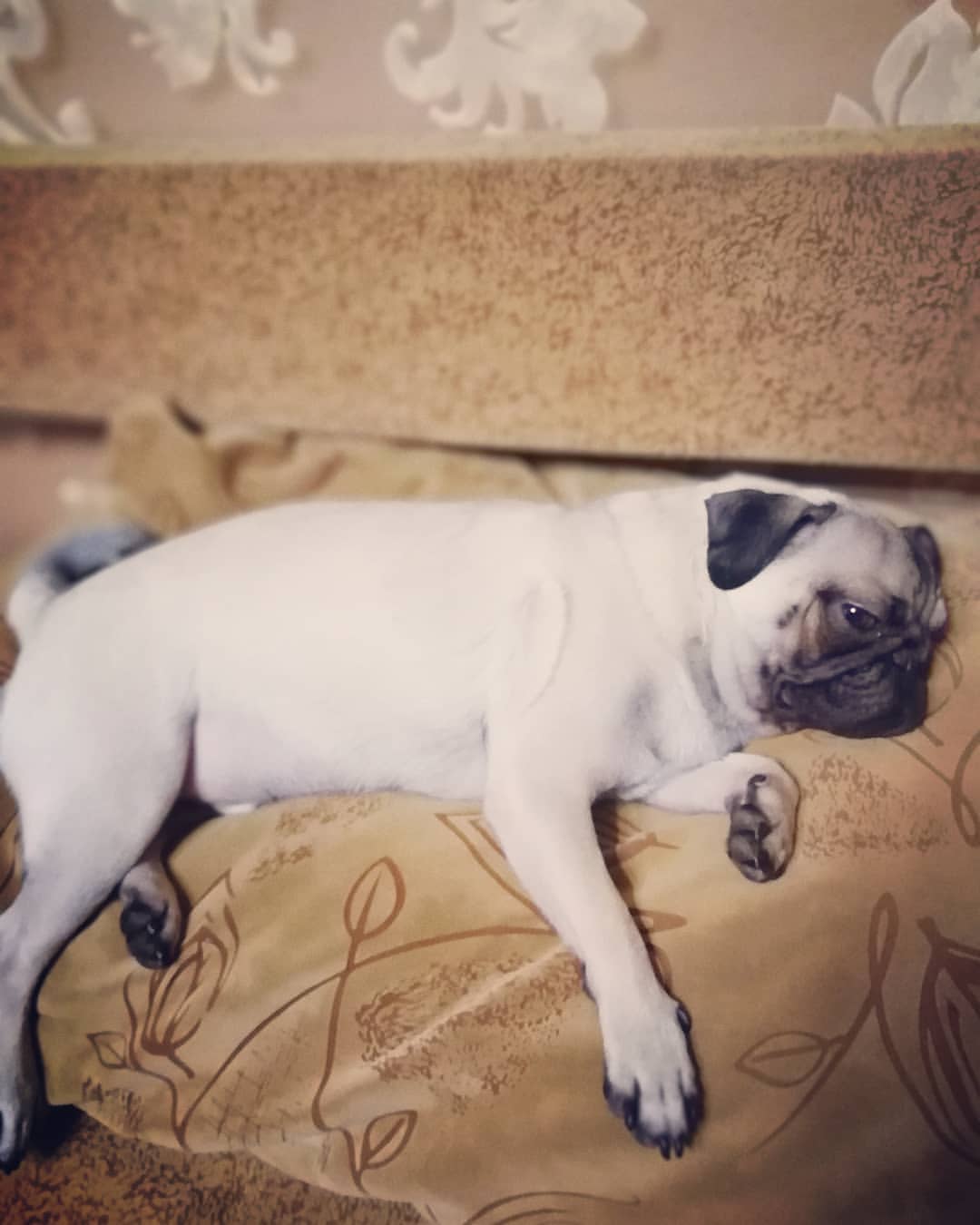 lezhik08 в LOOKY — Че не спим? #мопс #псина #pug