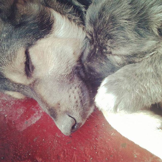 liaray96 в LOOKY. #dogs,#dog,#ilovemydogs,#lovemydogs,#ilovemydog,#ilovedogs,#lovethem,#myfriends,#великолепный,#красавчики,#моечудо,#милашка,#граф,#сэми,#люблюих,#чудик,#малыш,#лучшийдругчеловека🐶,#лучший,#собаки,#хвостик,#красавчик,#зайчики,#liketime,#likeme,#likethem,#instalike,#likeforlikes,#likeforfollow,#like4likes. Две мои милашки в де...