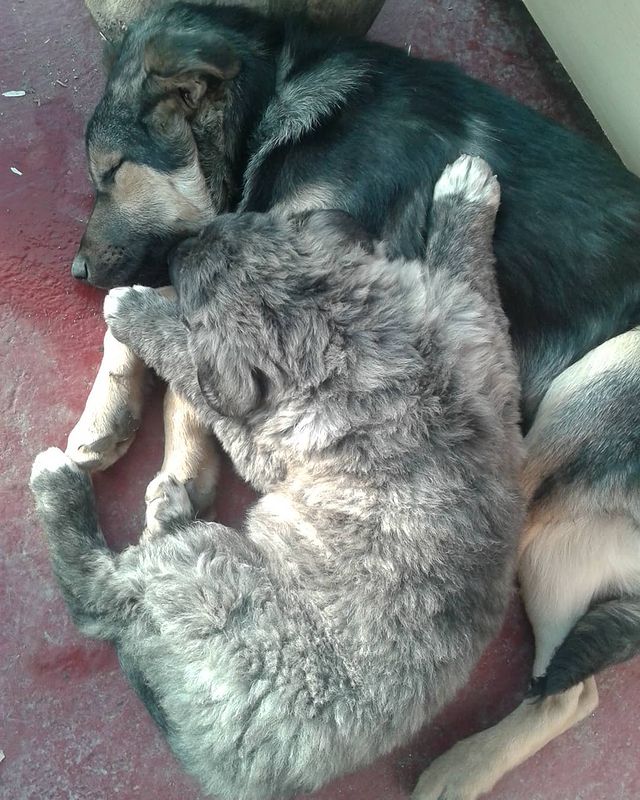 liaray96 в LOOKY. #dogs,#dog,#ilovemydogs,#lovemydogs,#ilovemydog,#ilovedogs,#lovethem,#myfriends,#великолепный,#красавчики,#моечудо,#милашка,#граф,#сэми,#люблюих,#чудик,#малыш,#лучшийдругчеловека🐶,#лучший,#собаки,#хвостик,#красавчик,#зайчики,#liketime,#likeme,#likethem,#instalike,#likeforlikes,#likeforfollow,#like4likes. Одному 5 месяцев, вт...