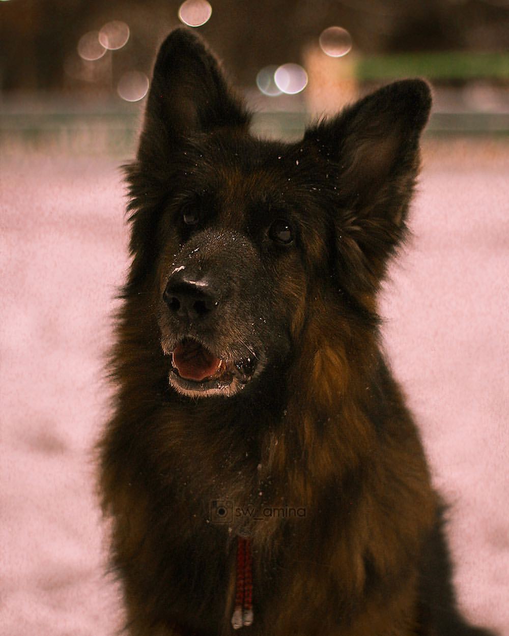 sw_amina в LOOKY. #gsd,#gsdpuppies,#gsdlife,#gsdpuppy,#gsdlove,#shepherds,#germanshepherd,#germanshepherdsofinstagram,#shepherddog,#germanshepherdpuppy,#dog,#photographer,#photo,#dogphoto,#winter. Превращайтесь зимой ...