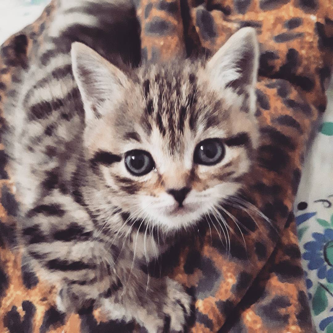 djalexanderpolyakov в LOOKY. #Нерюнгри,#Дом,#Мяу,#Хищник,#Кот. Коту необходим челов...