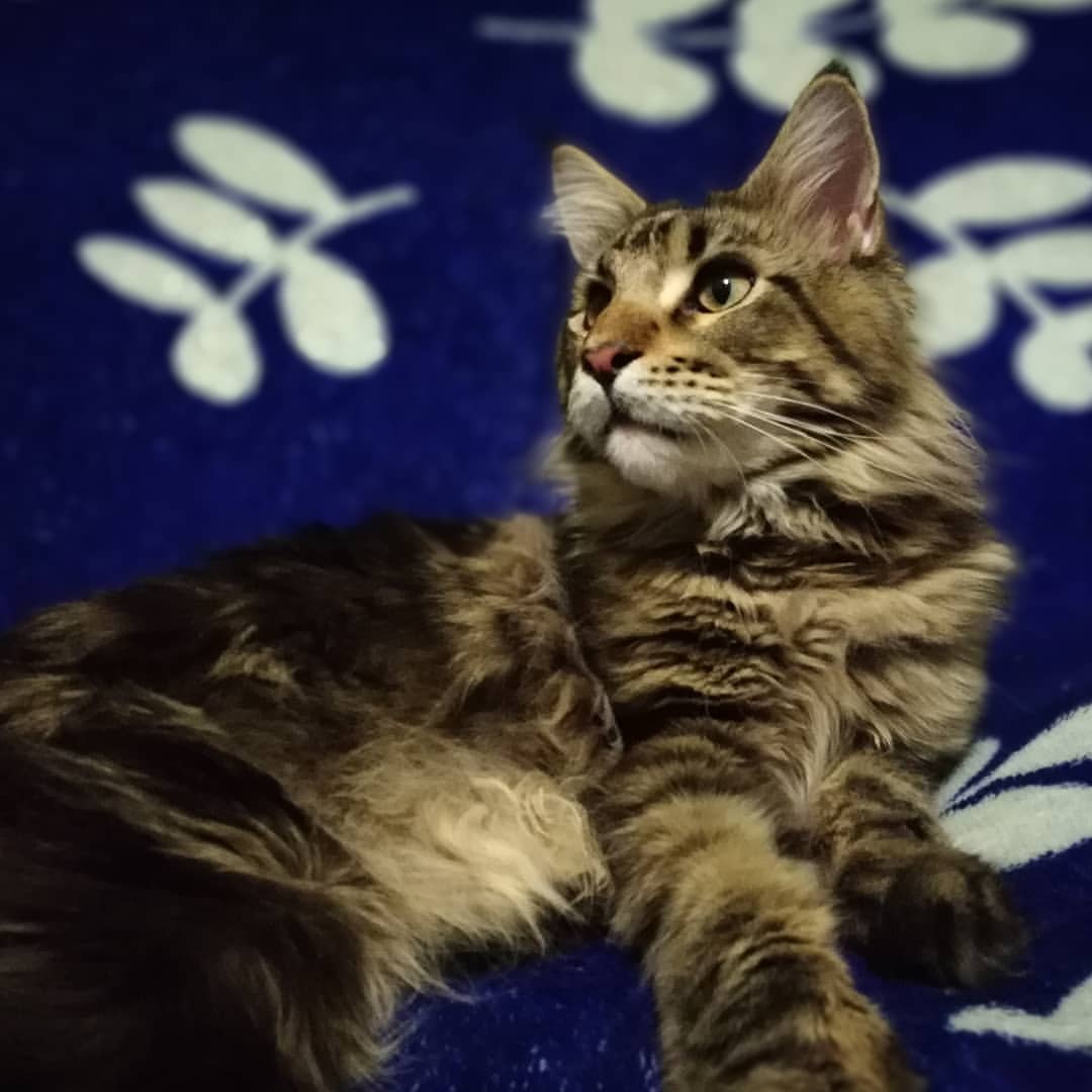 dark_han_fabby_vicky в LOOKY — Дарюша, сладкий любимый Дарюша🤗🤗🤗💗💗💗😘😘😘