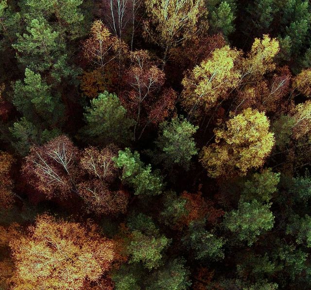 chikgg в LOOKY. #природа,#свобода,#беларусь,#forest,#love,#fly,#photographer,#dji,#goodday,#nice,#tree,#instalike,#minsk,#freedom,#bestoftheday. Немного осенних восп...