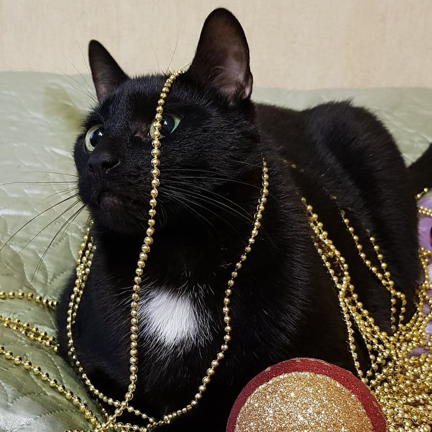 prosto_toma в LOOKY. #home,#blackcat,#happynewyear. Holiday to comming ❤...