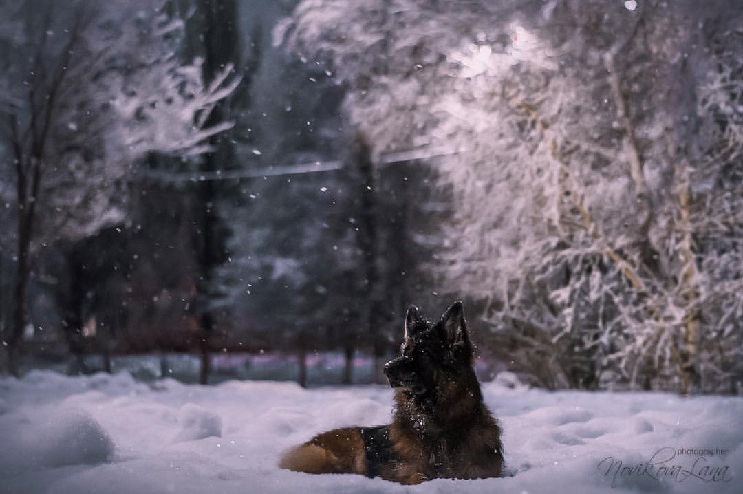 sw_amina в LOOKY. #gsd,#gsdpuppies,#gsdlove,#germanshepherd,#germanshepherdpuppy,#shepherd,#germanshepherdofinstagram,#shepherd,#shepherds,#dog,#dogphotographer,#dogphotos,#photographer,#photography,#photo,#winter,#night. Зиму люблю не только...