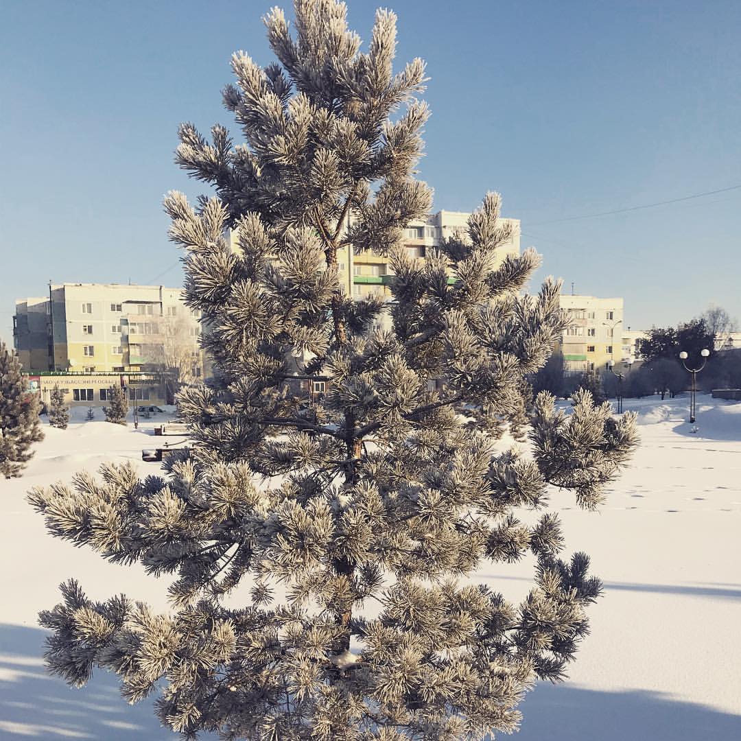 gipsophyla in LOOKY. . -35...