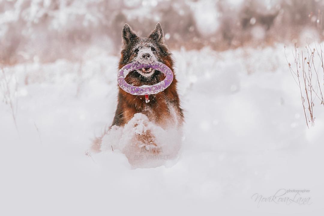 sw_amina в LOOKY. #gsd,#gsdpuppies,#gsdlovers,#gsdlove,#germanshepherd,#germanshepherds,#germanshepherddog,#shepherds,#shepherd,#germanshepherdsofinstagram,#dog,#snow,#snowdog,#winer,#winterdog,#photographer,#photography,#photo,#dogphotographer,#немецкаяовчарка,#зима,#снежнаясобака,#happynewyear,#happy,#happydog. Природа лечит. Прогу...
