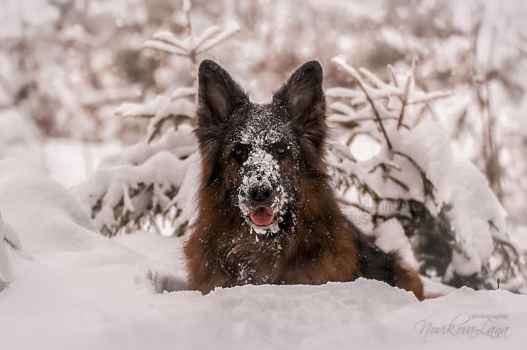 sw_amina в LOOKY. #gsd,#gsdpuppies,#gsdlove,#germanshepherd,#germanshepherddog,#germanshepherdpuppy,#shepherds,#shepherd,#dog,#dogsofinstagram,#dogs,#dogphotographer,#dogphotography,#dogphotos,#photography,#photo,#photographer,#winter,#winterdog,#winterforest,#forest,#happynewyear,#happy,#немецкаяовчарка,#лес,#зима,#зимнийлес,#новыйгод. Лисёныш радуется сне...