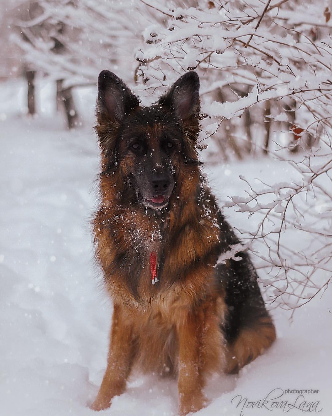 sw_amina в LOOKY. #gsd,#gsdlove,#gsdloverstagram,#germanshepherd,#germanshepherddog,#shepherd,#shepherds,#germanshepherdsofinstagram,#photographer,#photography,#photo,#photodog,#dog,#dogsofinstagram,#winter,#forest,#happynewyear,#happy,#немецкаяовчарка,#новыйгод,#зима,#фото. В снежной сказке...❄...