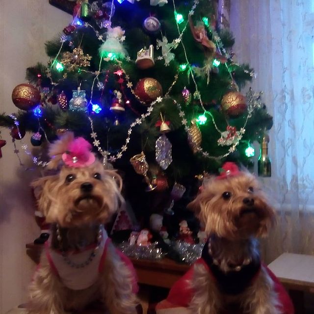 kotopes2001 в LOOKY. . null