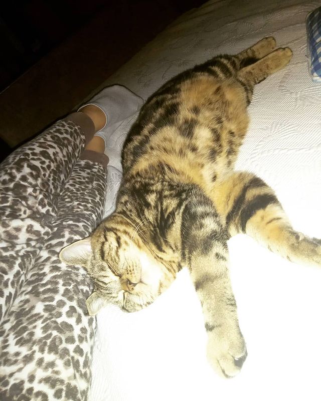 katarinka_kiri in LOOKY. . Диванные тролли😄😺