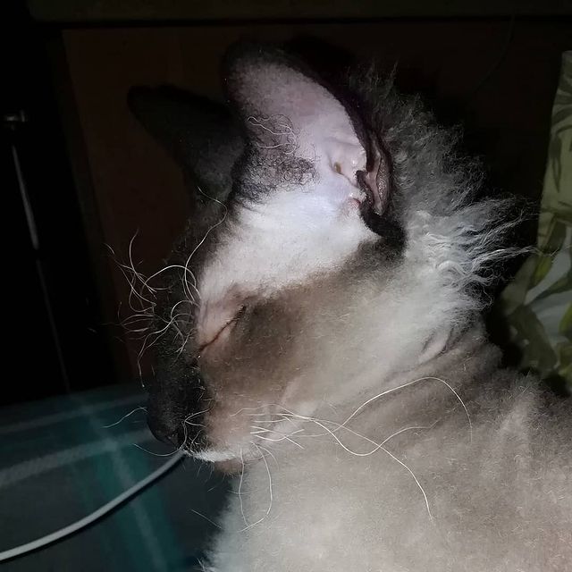yurick727 в LOOKY. #лекс#котейка#сфинкс#кошара#кот. #лекс#котейка#сфинкс...