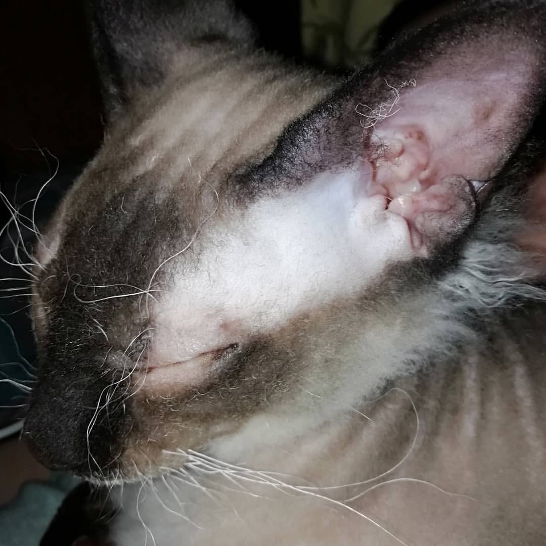 yurick727 в LOOKY — #котейка#лекс#спит#ночь#отдых