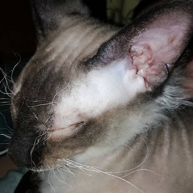 yurick727 в LOOKY. #котейка#лекс#спит#ночь#отдых. #котейка#лекс#спит#н...