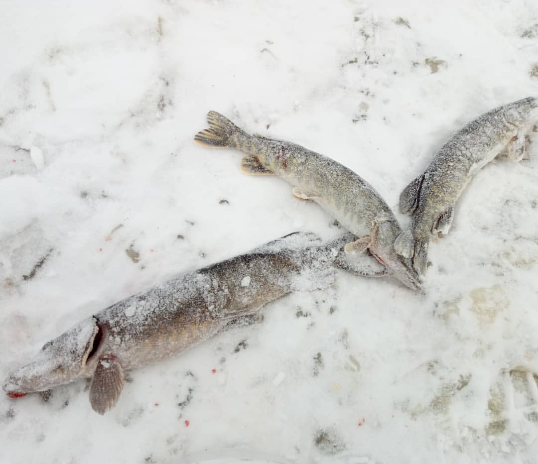 fishing.ideal в LOOKY — #рыба