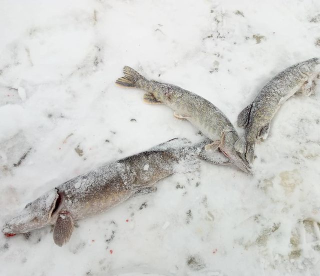fishing.ideal в LOOKY. #рыба. #рыба