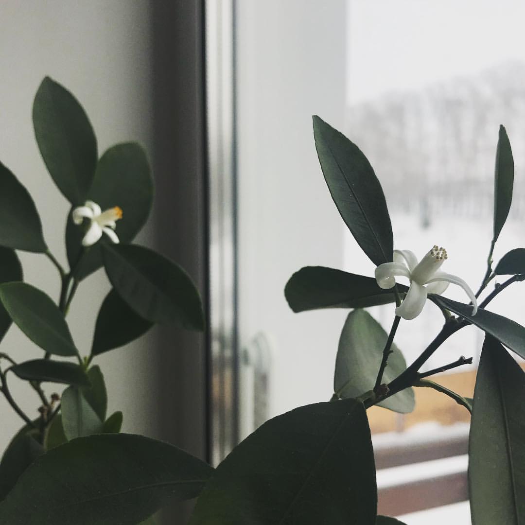 gipsophyla in LOOKY. . Зацвел... день прибы...