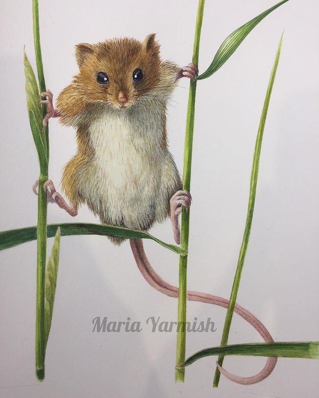 mariayarmish_botanicalart в LOOKY. #ботаническаяиллюстрация,#иллюстрацияакварелью,#botanicalart,#harvestmice,#harvestmiceillustration. Мышка-малышка полева...
