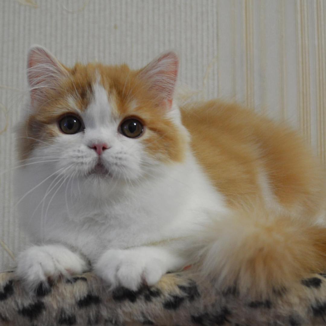 Вислоухие шотландские котята в LOOKY — фото 3