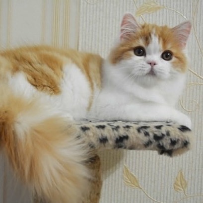 Вислоухие шотландские котята в LOOKY — фото 4